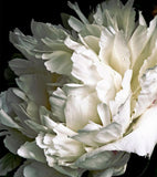 Onno Haute Parfumerie Secret Garden - 100ml