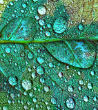 Onno Haute Parfumerie Vetiver Sacre - 100ml